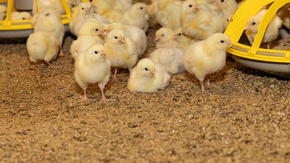 Beeld ter illustratie.