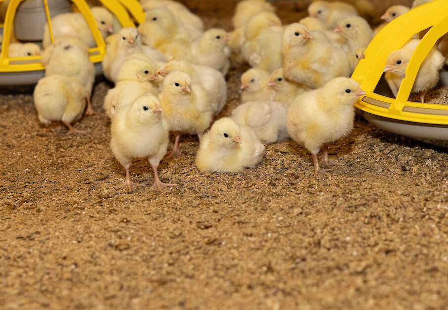 Beeld ter illustratie.