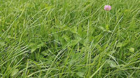 DSV COUNTRY MilkMore 13