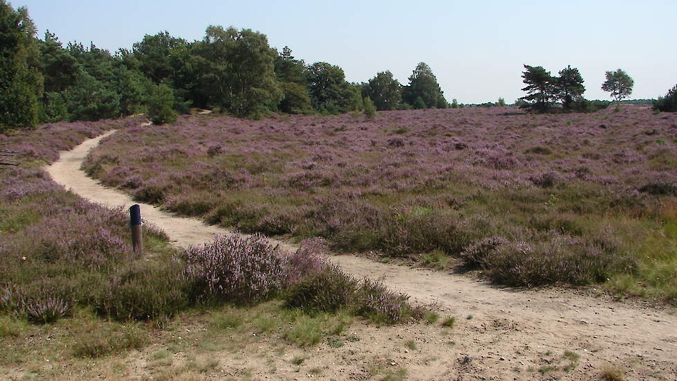 Natura 2000-gebied Borkeld.