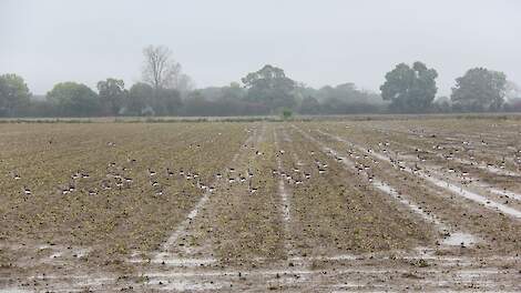 Ondergelopen akker nattigheid sporen herfst draagvermogen ganzen bodemverdichting