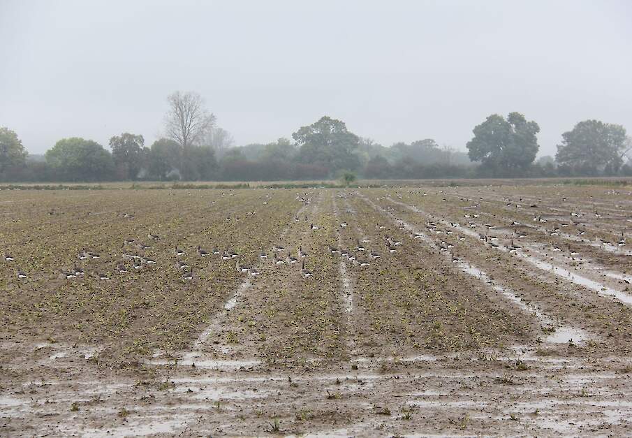 Ondergelopen akker nattigheid sporen herfst draagvermogen ganzen bodemverdichting