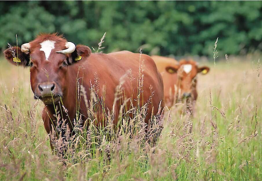 Extensieve melkveehouders vragen zekerheid na afloop van de extensiveringsregeling.