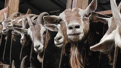 De Toggenburgers van Doetie Trinks