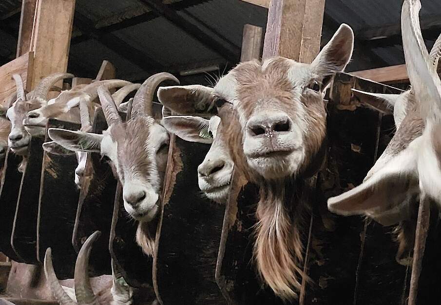 De Toggenburgers van Doetie Trinks