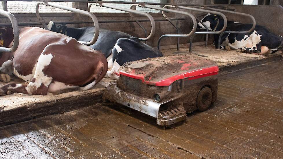 Beeld ter illustratie. Mestrobot in melkveestal.