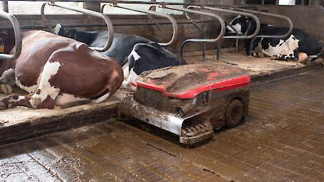 Beeld ter illustratie. Mestrobot in melkveestal.