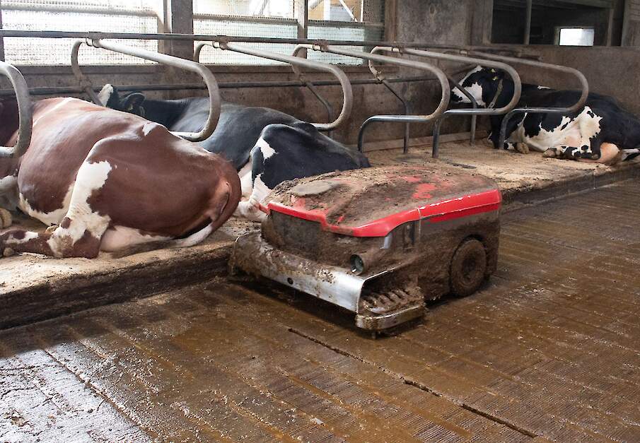 Beeld ter illustratie. Mestrobot in melkveestal.