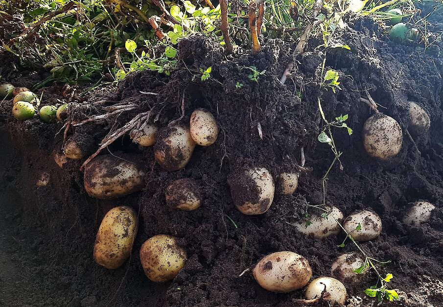 Aardappelen geteeld uit hybride aardappelzaad direct in het veld gezaaid