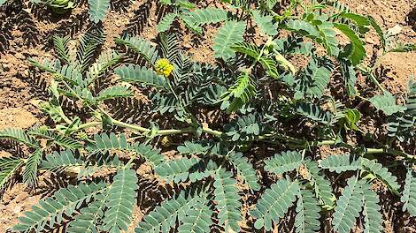 Neptunia amplexicaulis