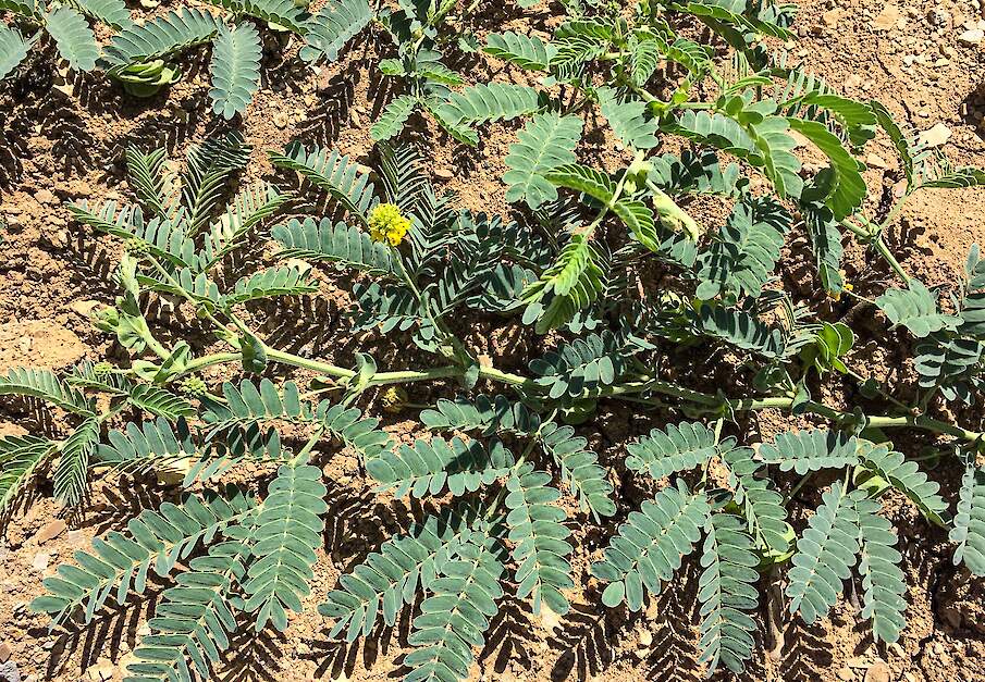 Neptunia amplexicaulis