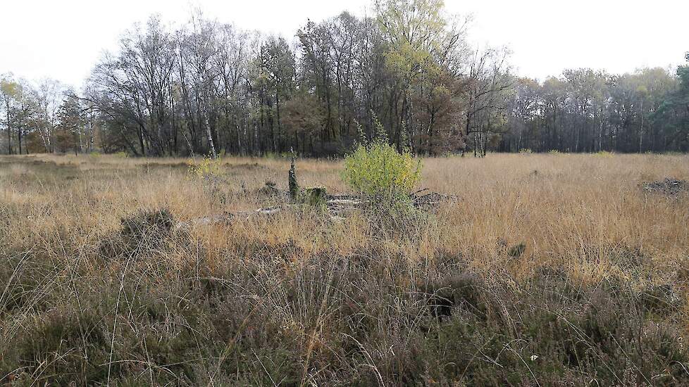 Het kabinet wil Nederland snel uit het stikstofslot halen. Maar een rapport van het Planbureau voor de Leefomgeving laat zien dat de stikstofdaling achterblijft.