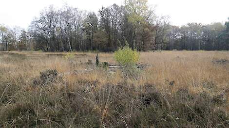 Het kabinet wil Nederland snel uit het stikstofslot halen. Maar een rapport van het Planbureau voor de Leefomgeving laat zien dat de stikstofdaling achterblijft.