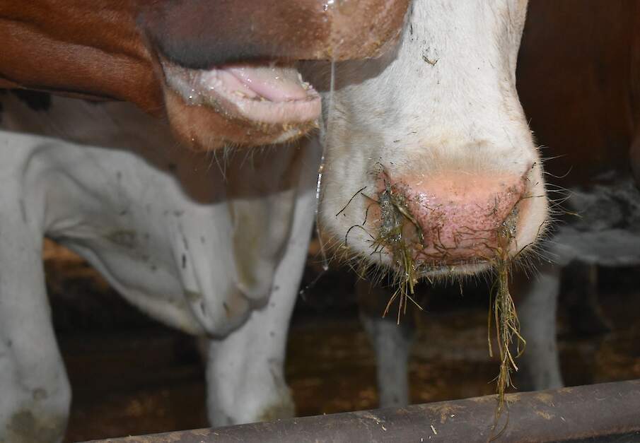 Snot uit de neus is een van de verschijnselen van IBR. Beeld ter illustratie.