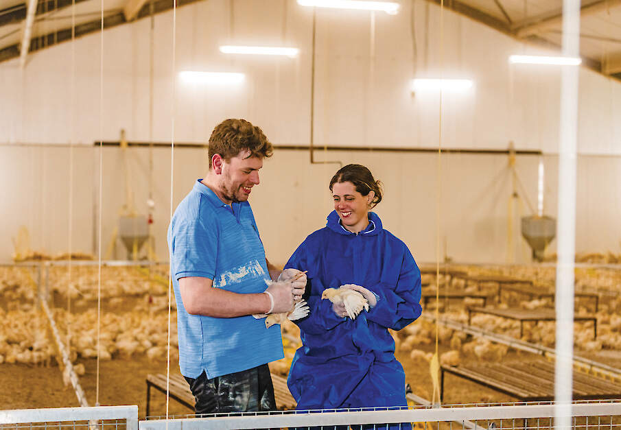 Joost Slingenbergh en zijn vrouw Suzan Slingenbergh-Houtepen houden 12.600 biologische vleeskuikens in &eacute;&eacute;n stal in Siebengewald (LB). Ze schakelden in 2023 om van biologische leghennen naar vleeskuikens.
