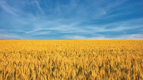 Graan en blauwe lucht. De kleuren van de Oekra&iuml;nse vlag.