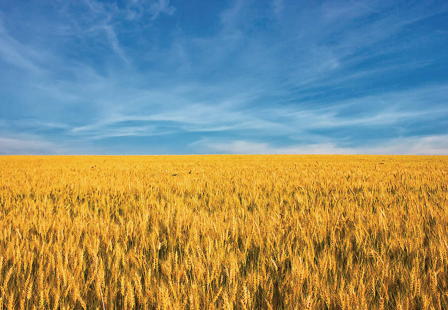 Graan en blauwe lucht. De kleuren van de Oekra&iuml;nse vlag.