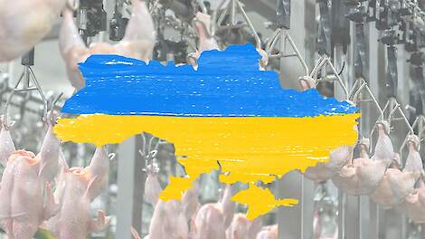 Voor de huidige EU-pluimveesector vormt een snelle toetreding van Oekra&iuml;ne tot de EU zonder strikte afspraken een behoorlijk grote bedreiging; een Mercosur in het kwadraat.