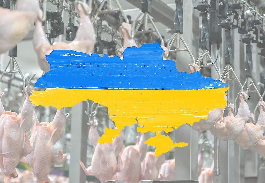 Voor de huidige EU-pluimveesector vormt een snelle toetreding van Oekra&iuml;ne tot de EU zonder strikte afspraken een behoorlijk grote bedreiging; een Mercosur in het kwadraat.