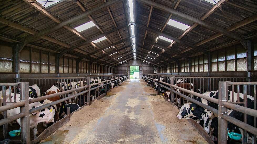 Runderen in stal, vleesmarkt onder druk