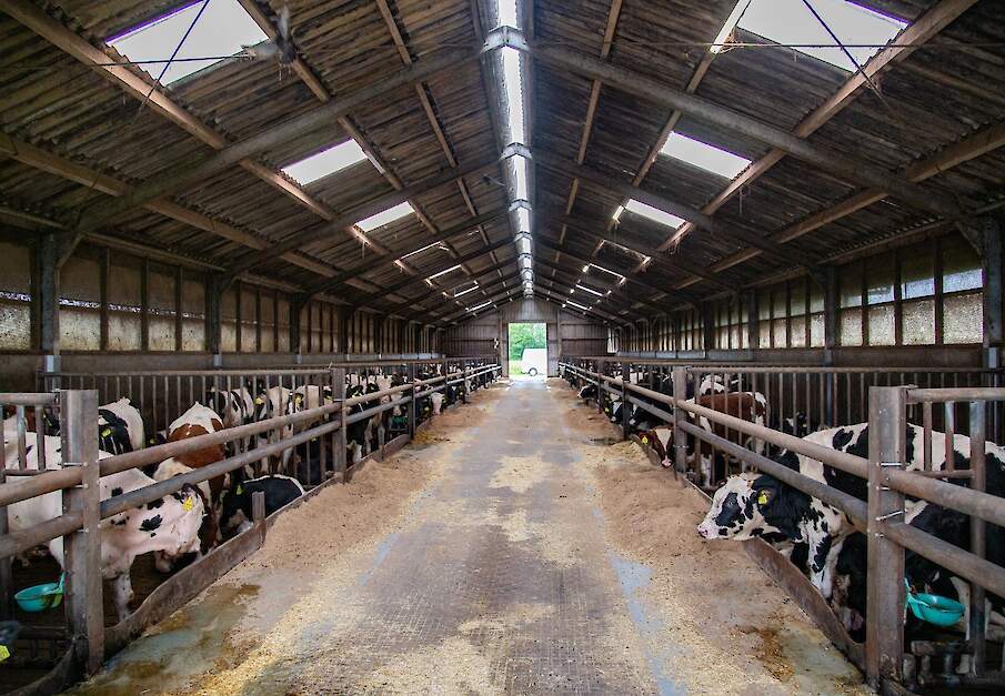 Runderen in stal, vleesmarkt onder druk