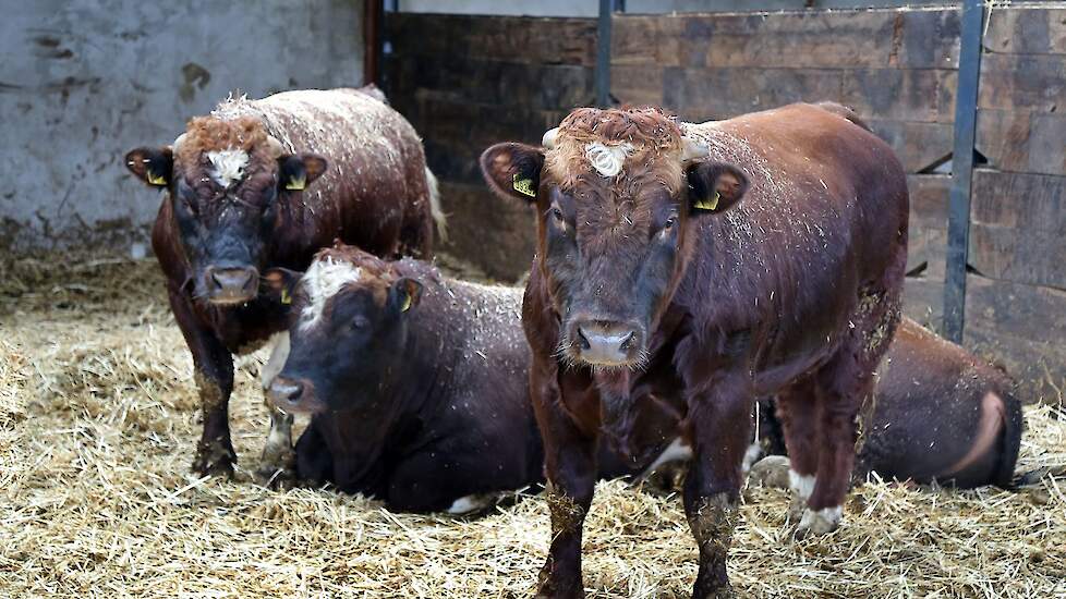 Brandrode runderen in de stal