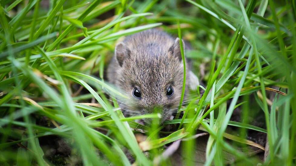 Een muis in het grasland