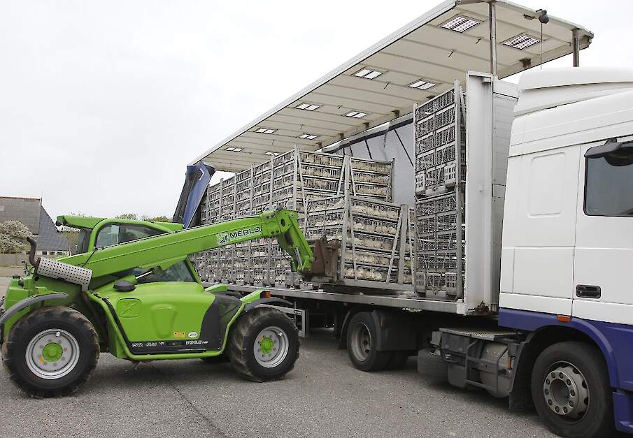 Vlaamse vleeskuikenslachterijen beweren dat er Nederlanders zijn die extra slachtrijpe vleeskuikens aanbieden en hiermee de vleeskuikenmarkt in Vlaanderen verzieken.&nbsp;Beeld ter illustratie.
