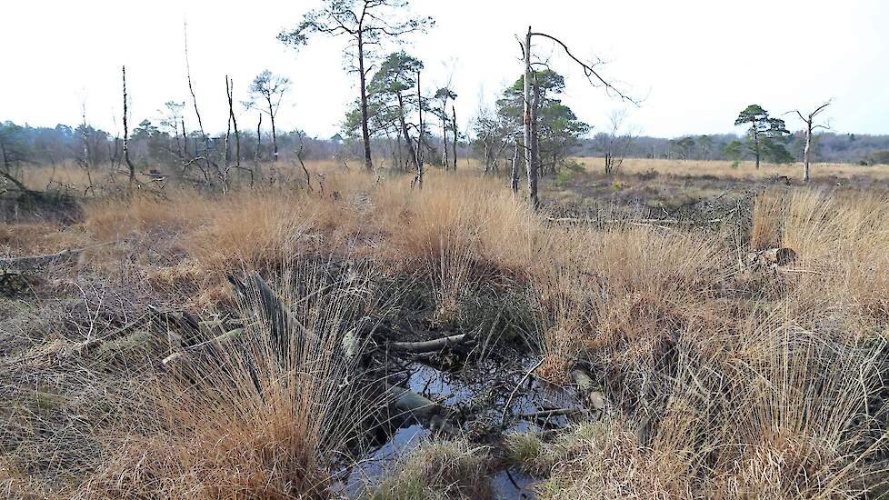 hoogveen in Nederland