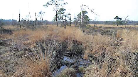 hoogveen in Nederland