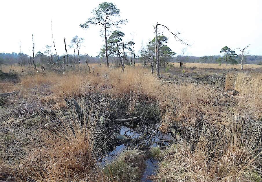 hoogveen in Nederland
