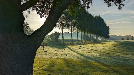 Overijssel start met volledige handhaving op herbeplantingsplicht bij kap van bomen.