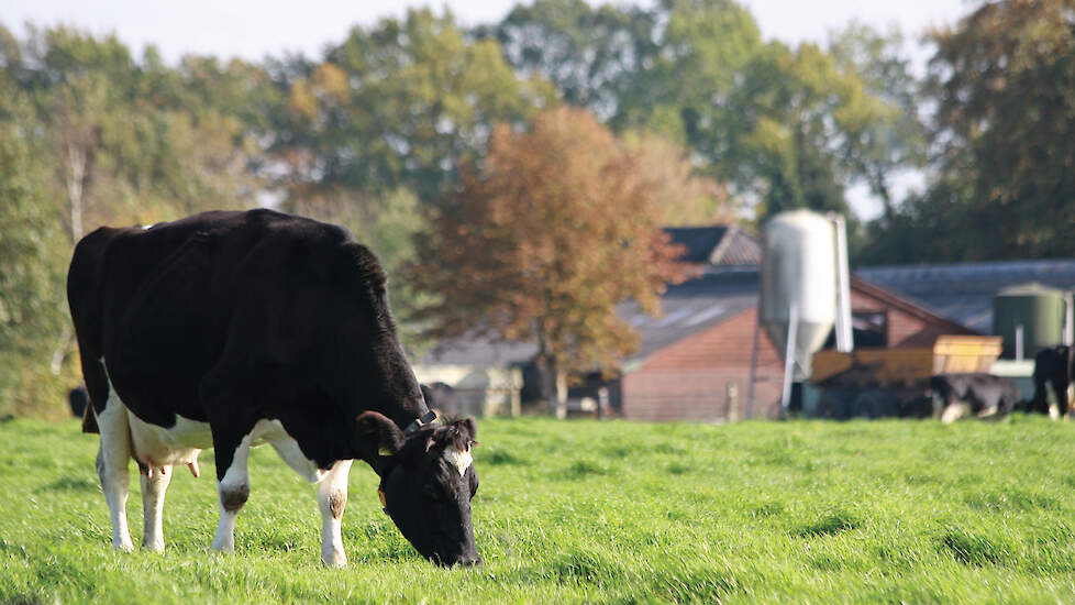 Melkvee aan het grazen in de wei