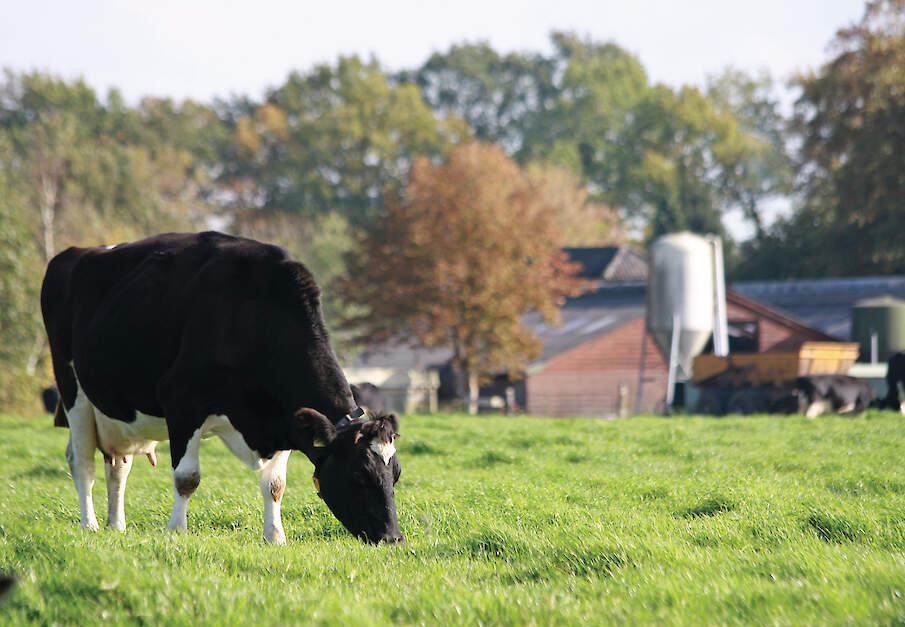 Melkvee aan het grazen in de wei