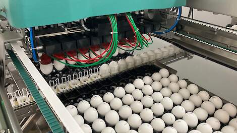 De Genus Focus techniek combineert MRI- en Artificial Intelligence (AI)-technologie&euml;n om in &eacute;&eacute;n seconde het geslacht van een embryo in een broedei te bepalen. Er wordt als het ware een MRI-scan van ieder broedei gemaakt en vervolgens wordt automatisch het