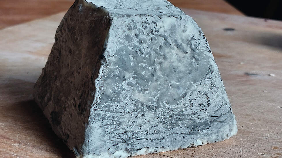 De witschimmelkaas 'Swarte Toer' van geitenboerin Doeti Trinks