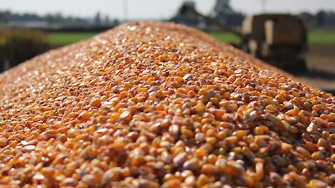 Ma&iuml;s begint onder je laarzen