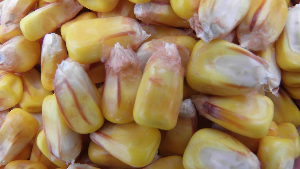 Vroege korrelma&iuml;s biedt melkveehouders meer oogstzekerheid