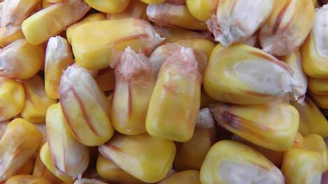 Vroege korrelma&iuml;s biedt melkveehouders meer oogstzekerheid