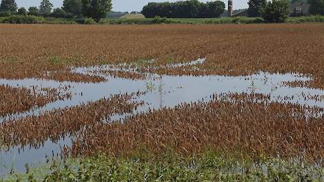 Ondergelopen graanveld