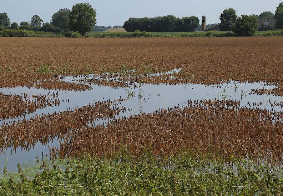 Ondergelopen graanveld