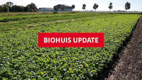 In de Biohuis-update geeft Ekoland maandelijks een overzicht van actuele ontwikkelingen binnen de vereniging van biologische boeren en boerinnen.