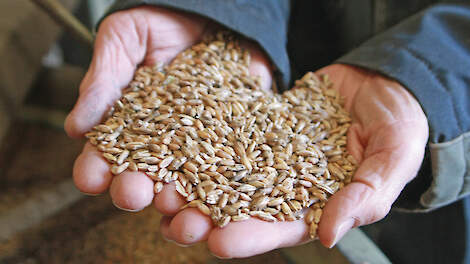 Veredelaar Edwin Nuijten geeft praktische tips voor zaadselectie en vermeerdering, van juiste plantkeuze tot bewaring en voorkomen van ziekten.