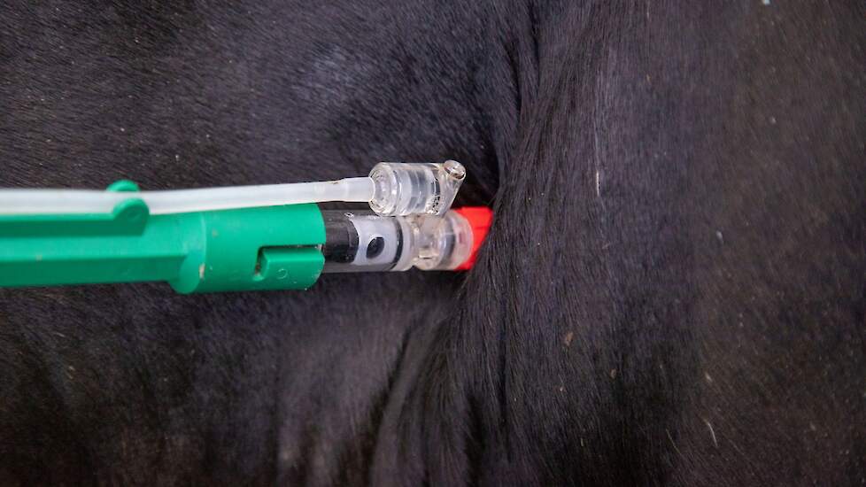 Een koe krijgt een injectie
