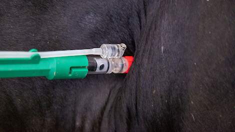 Een koe krijgt een injectie