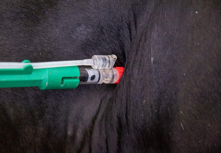 Een koe krijgt een injectie
