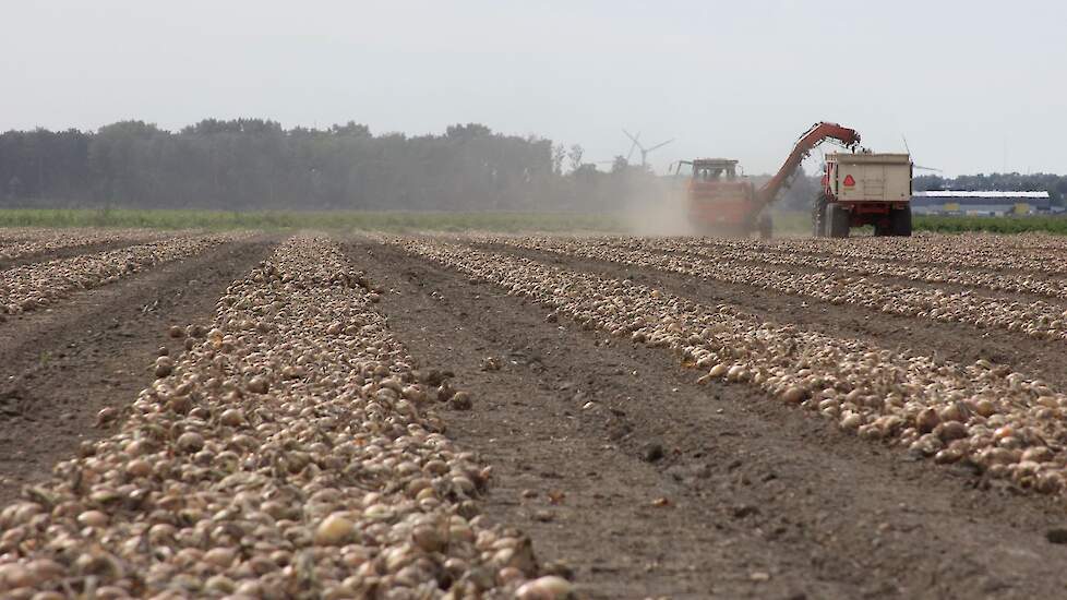 Uien rooien High Sky fusarium resistentie Swifterbant