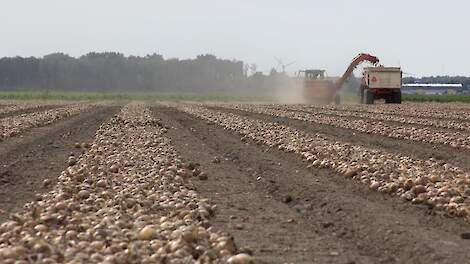 Uien rooien High Sky fusarium resistentie Swifterbant
