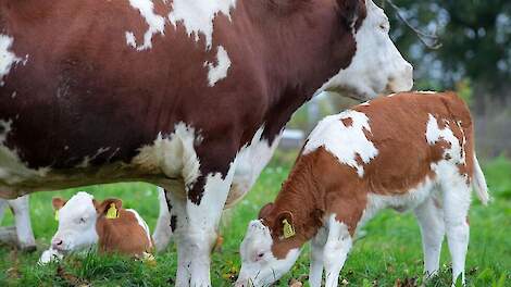 De Caring Farmers waren als onderdeel van de Caring Movement &eacute;&eacute;n van de genomineerden tijdens een vorige editie.