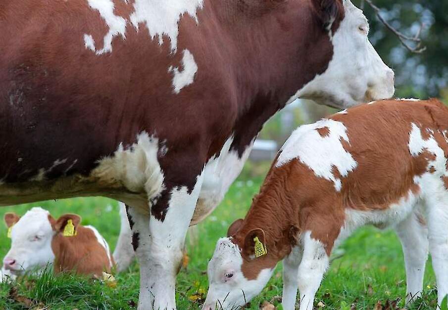 De Caring Farmers waren als onderdeel van de Caring Movement &eacute;&eacute;n van de genomineerden tijdens een vorige editie.